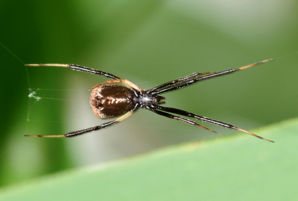Episinus truncatus